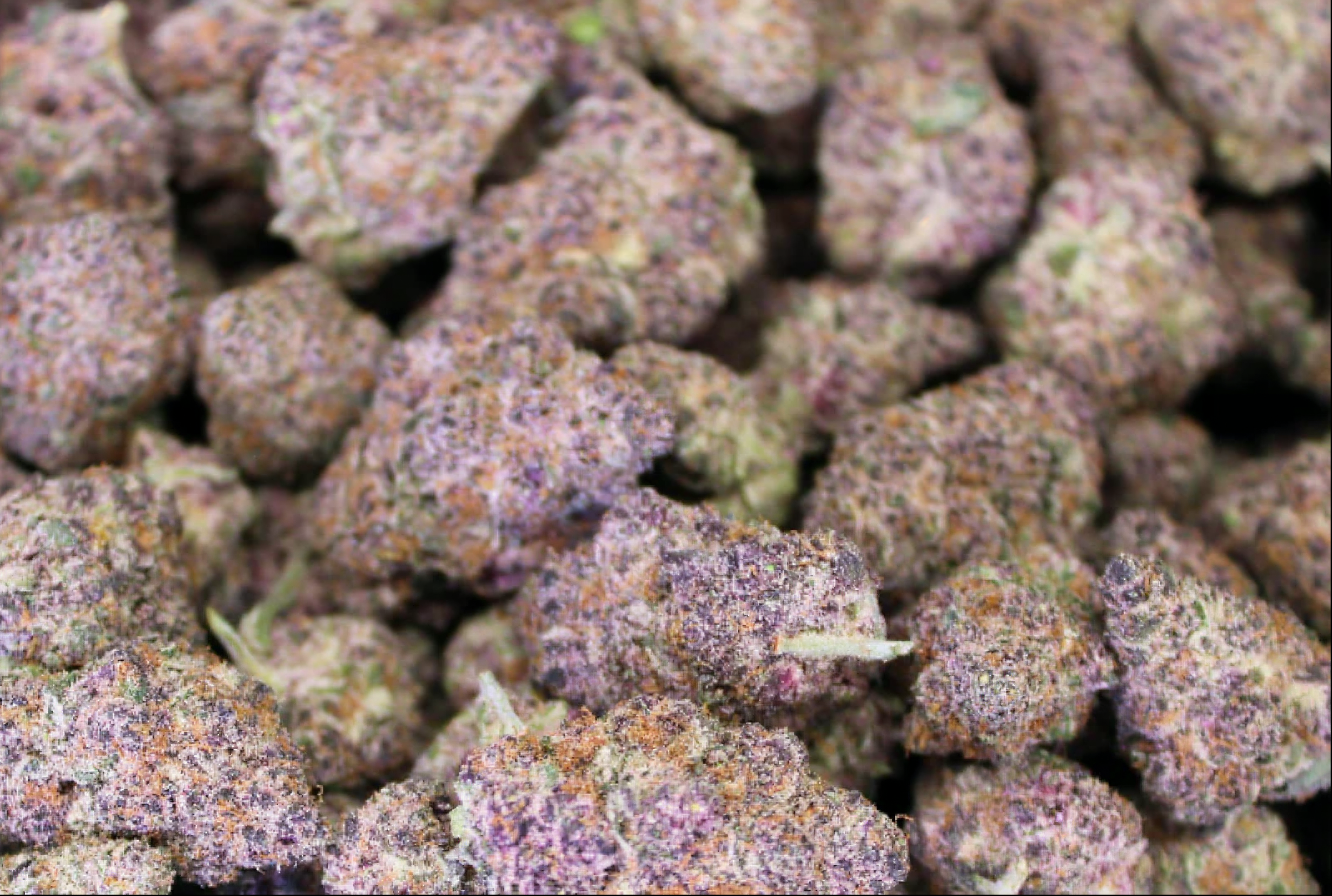 Purple Punch Greenhouse THCA Flower