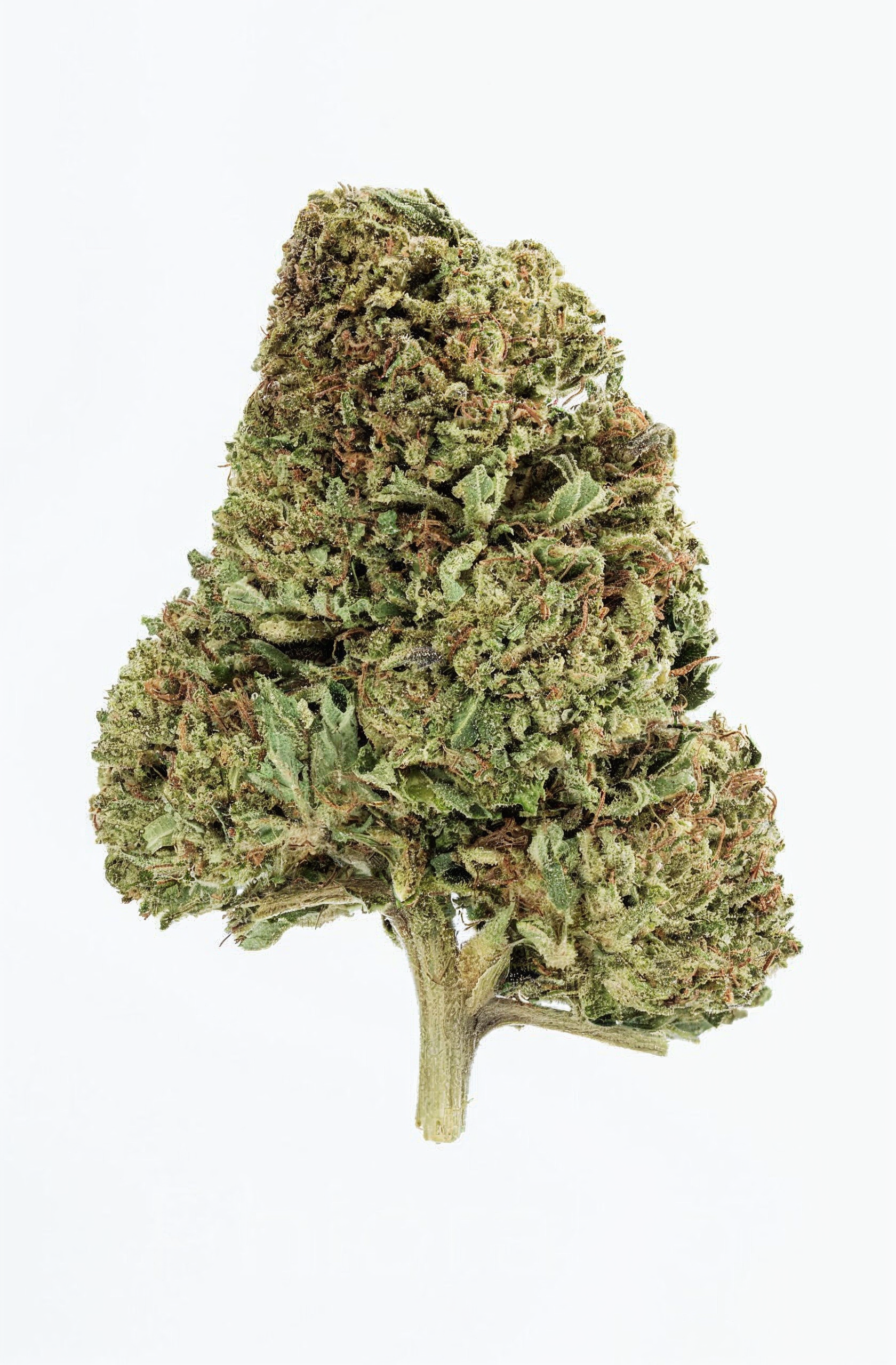 Flor de THCA de invernadero de pastel de helado